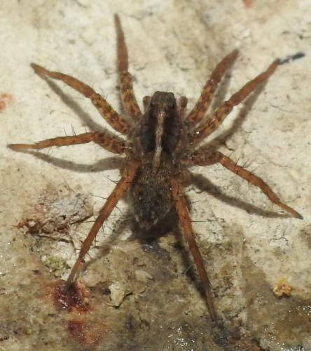 Pardosa sp.